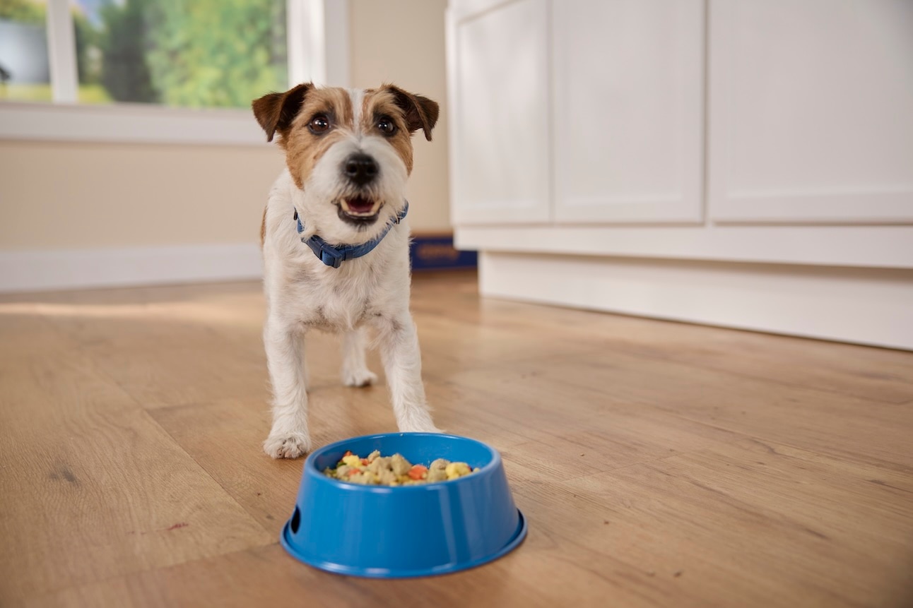 A Parson Russell Terrier, one of the longest living dogs, standing in front of a blue bowl of dog food
