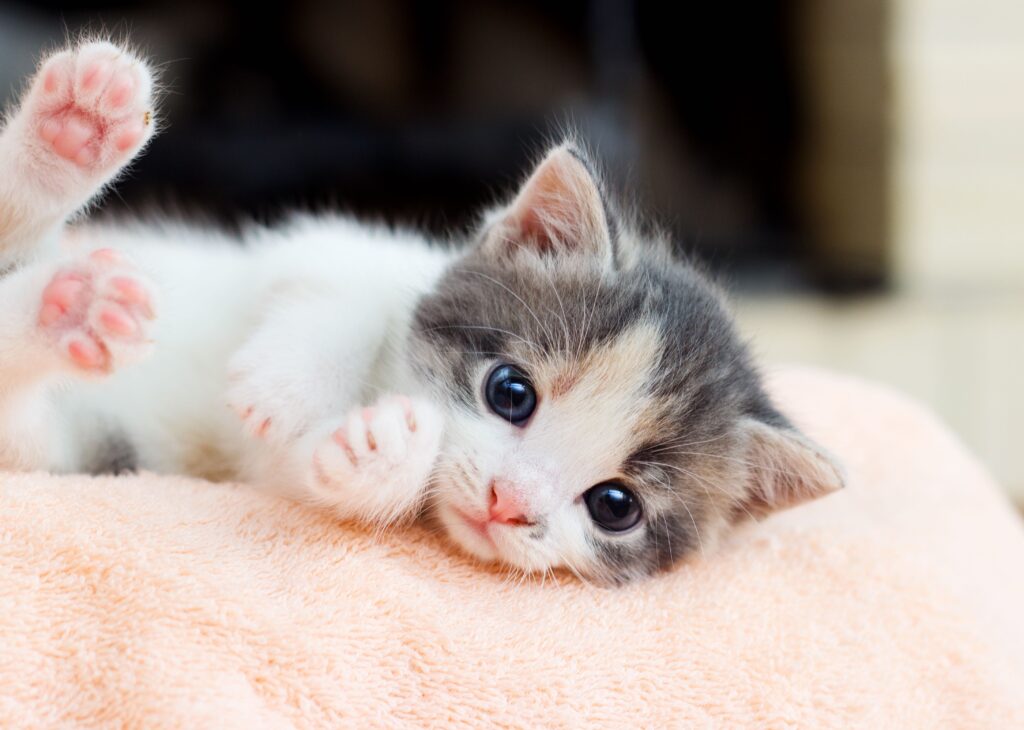 calico kitten lying on a blanket