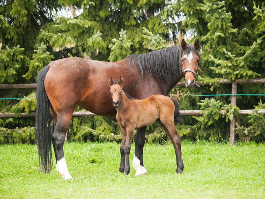 mare and foal in a field