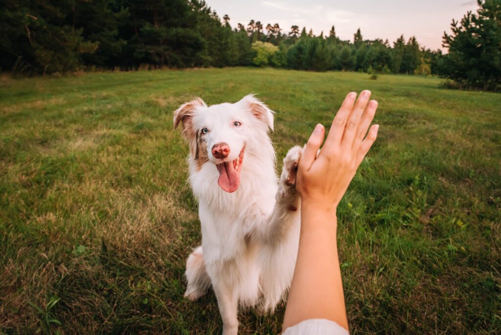 An Australian Shepherd give a woman a high-five in a park. Learn about training older dogs.