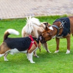 9 Gross Things Your Dog Does (And Why)