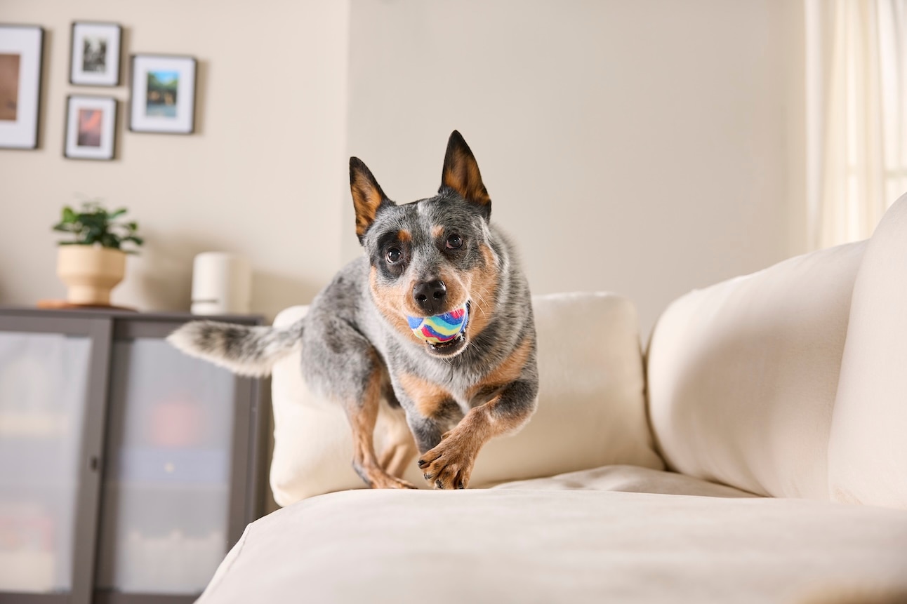 An Australian Cattle Dog, a herding dog, holding a ball and walking on a couch