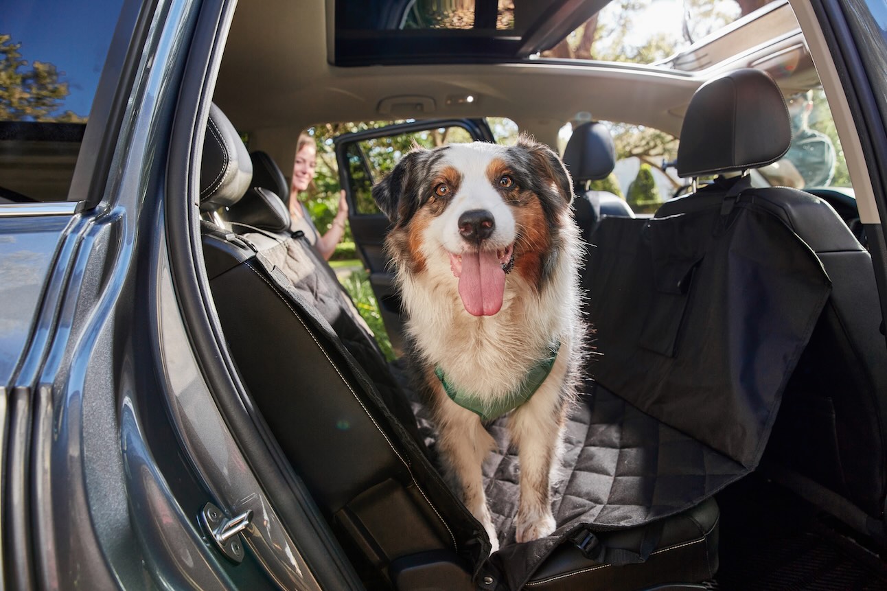 Australian Shepherd, a herding dog, standing in the back seat of a car