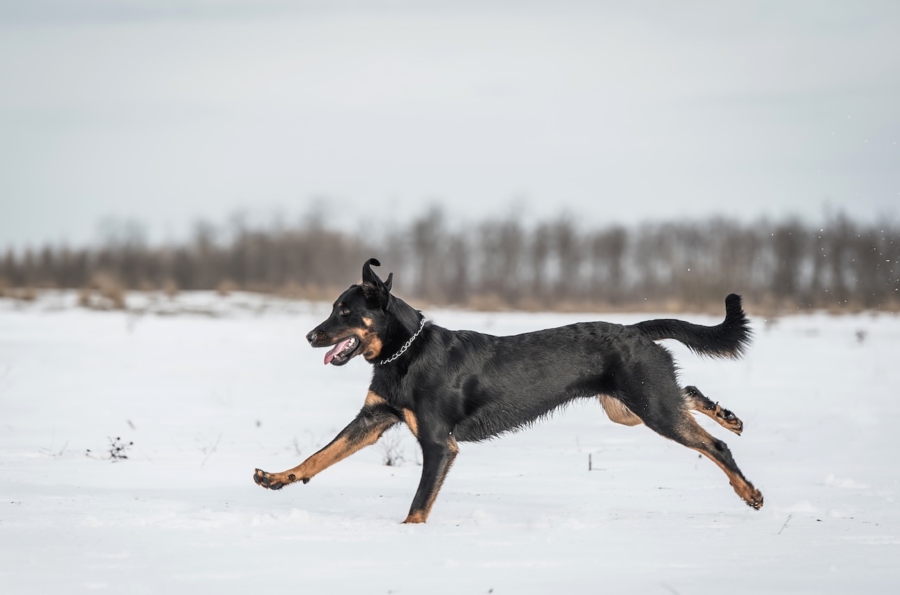 A Beauceron dog, a herding dog breed, running through snow