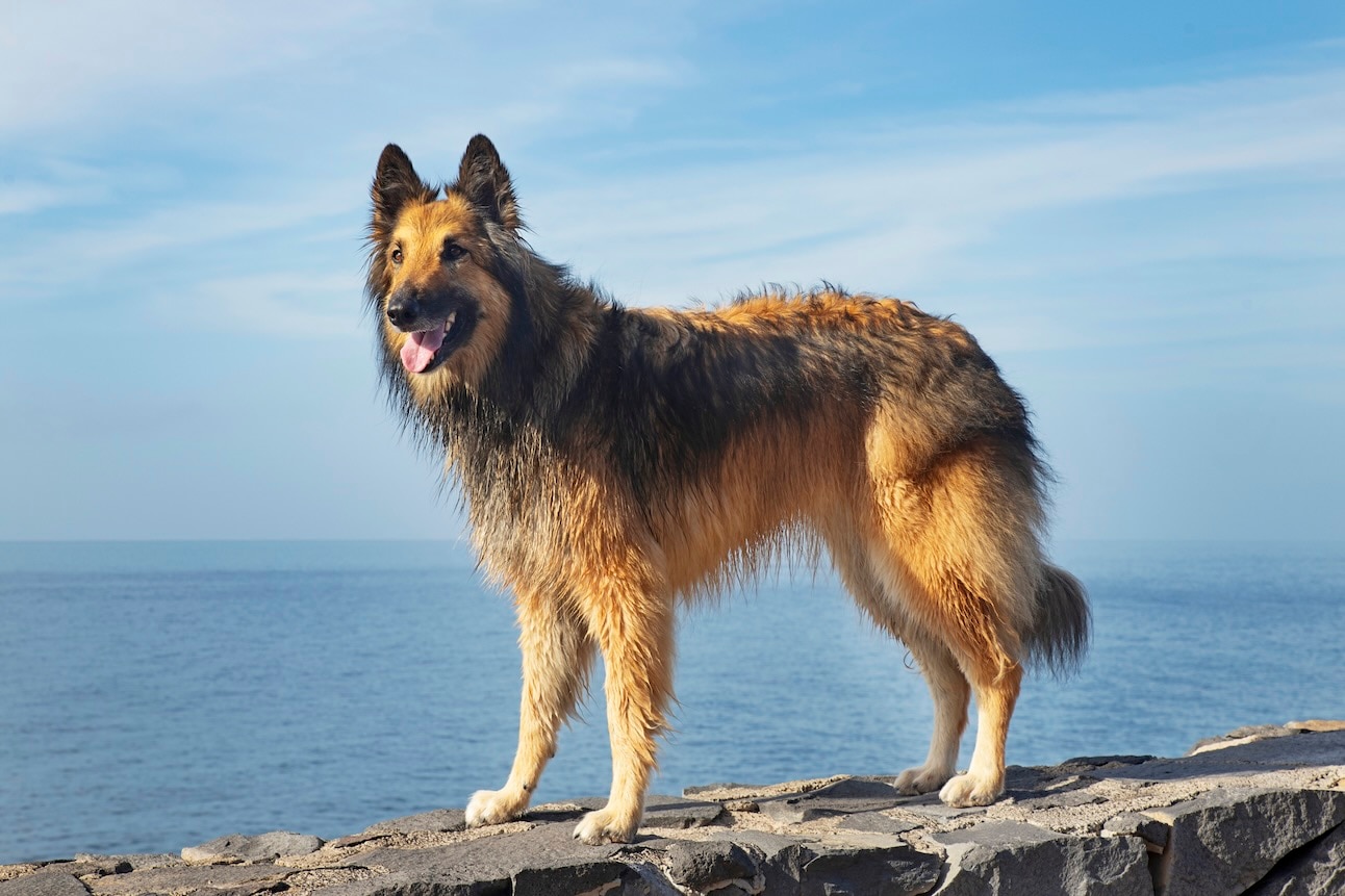 A Belgian Tervuren, a herding dog, standing on a stone sea wall