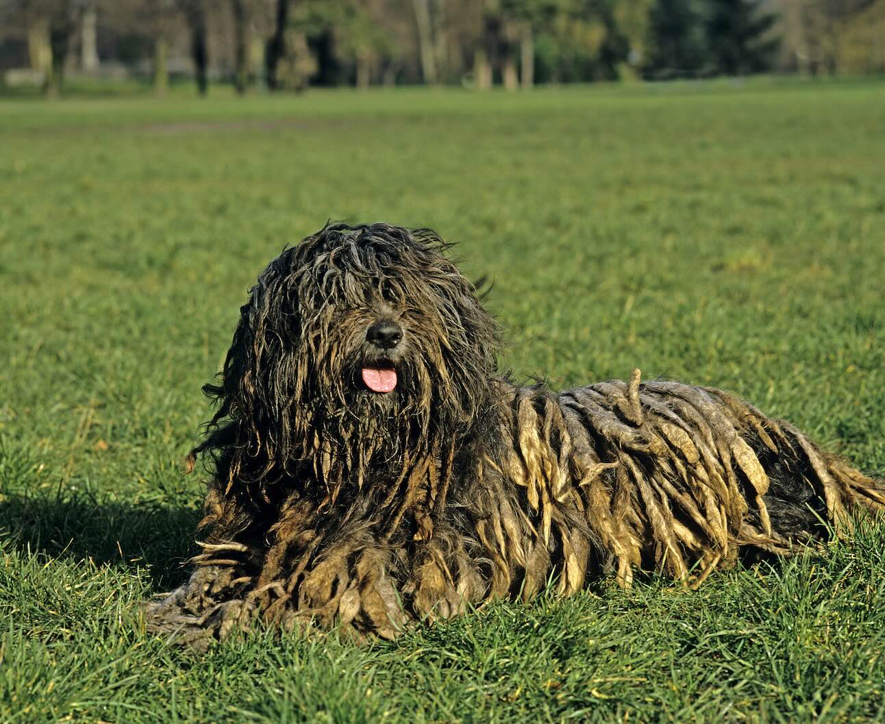 A Bergamasco Sheepdog, a herding breed, lying in grass
