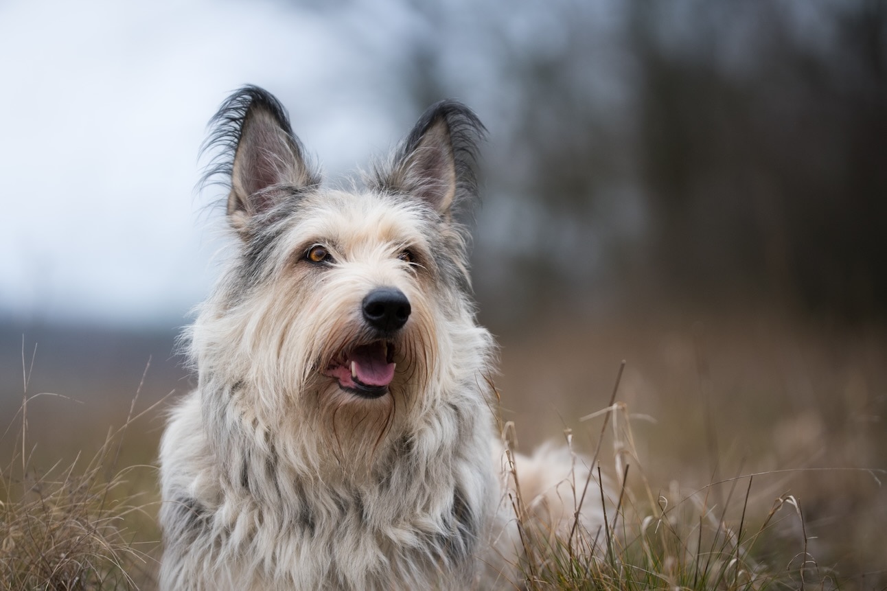 close-up of a Berger Picard, a herding dog, lying in dead grass