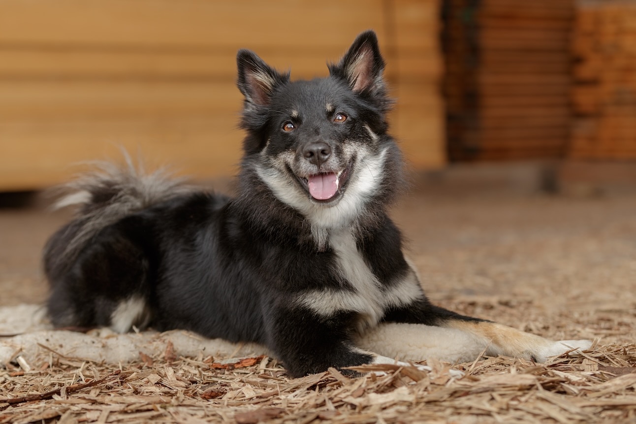 A black and tan Icelandic Sheepdog, a herding dog, lying down