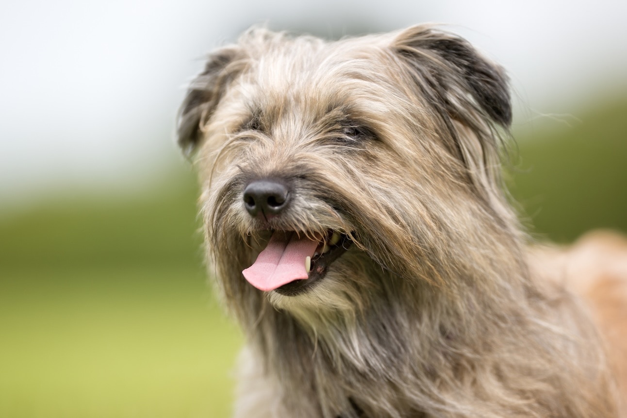 A close-up of a tan Pyrenean Shepherd's face, a herding dog breed