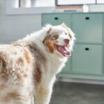 30 Herding Dogs Who Could Be Your Best Companion