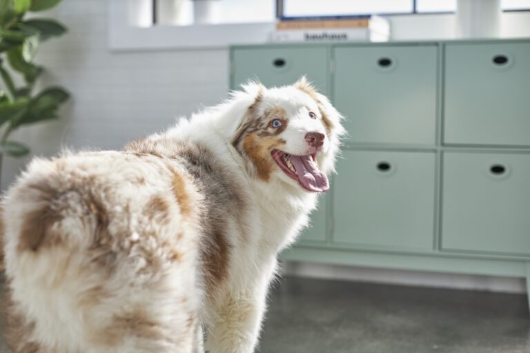 An Australian Shepherd in a sunny room. Learn about the different herding dog breeds