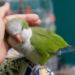 Quaker Parrot (Monk Parakeet) Care Sheet