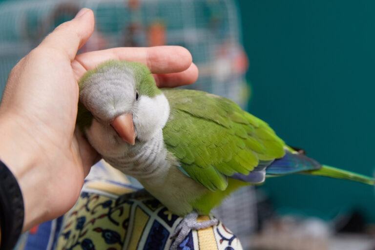 Human hand petting a Quaker parrot