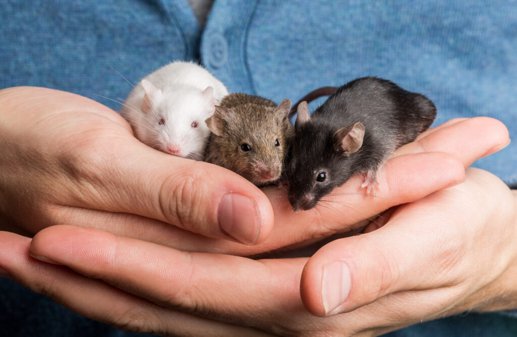three pet mice held in hands