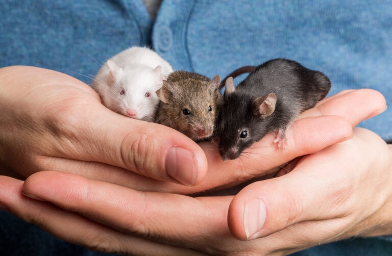 three pet mice held in hands