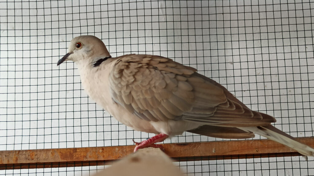 Pet dove perched in cage