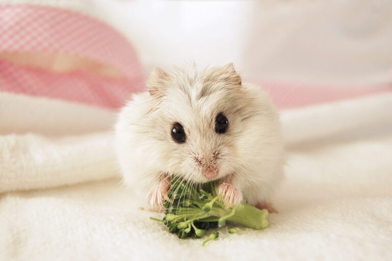dwarf hamster eating broccoli