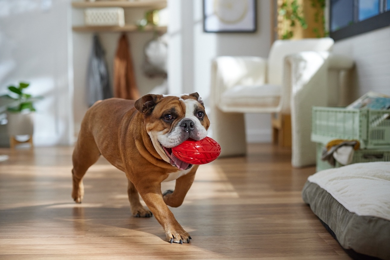 Brown and white English Bulldog carrying a red toy