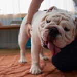 French Bulldog vs. English Bulldog: What’s the Difference?