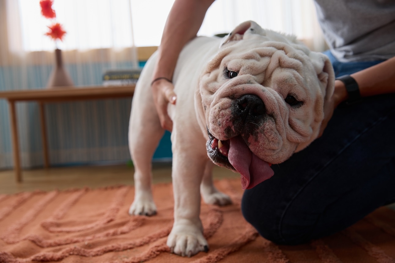 A wrinkled English Bulldog, one of the most popular dog breeds, being pet