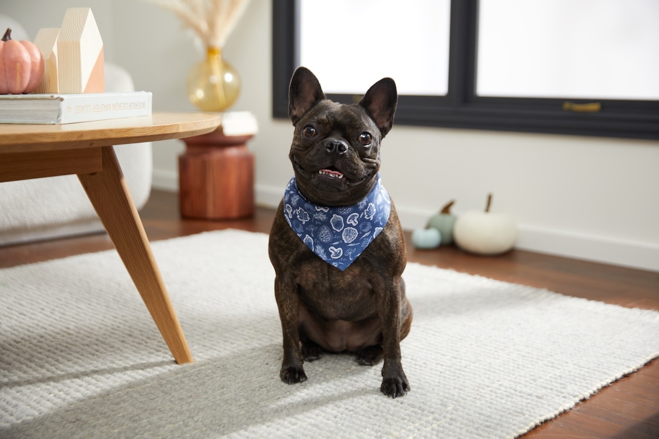 A brindle French Bulldog sitting and wearing a blue bandana