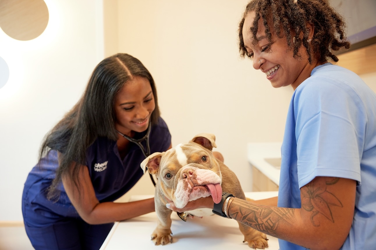 English Bulldog being examined at the vet