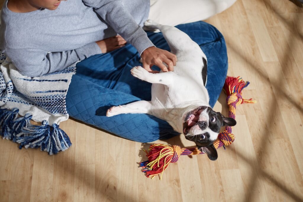 A black and white French Bulldog playing in a woman's lap