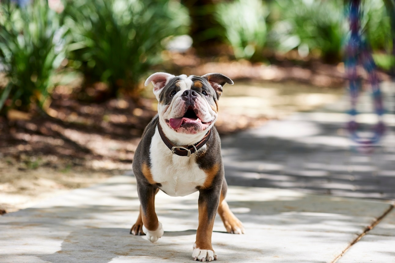 Tricolor English Bulldog standing outside on a walking trail
