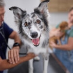 Taurine for Dogs: Benefits, Uses, and Safety