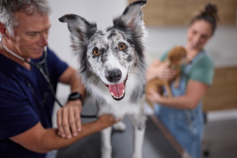 a dog gets his heart checked at a vet exam
