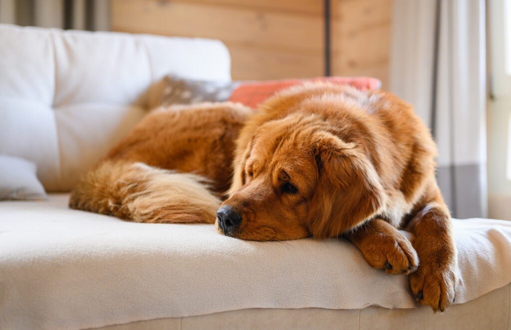 My Dog Ate Weed. Now What? Marijuana Poisoning in Dogs