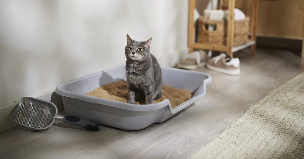 cat standing in litter box