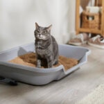 How Often Should You Change Your Cat’s Litter?