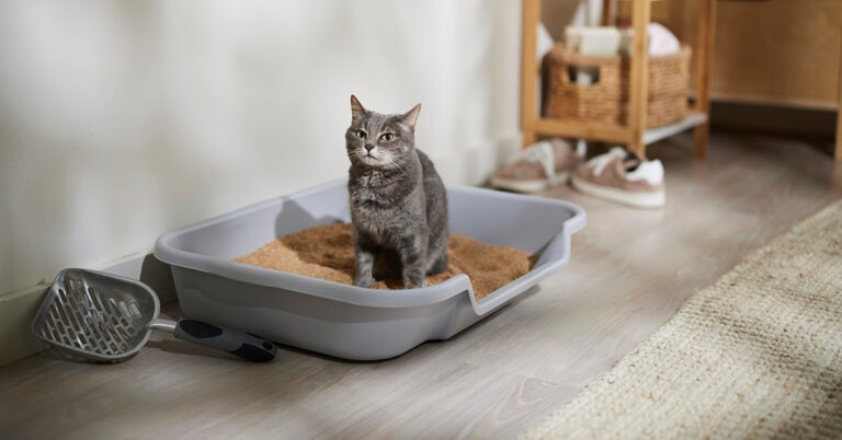 cat standing in litter box