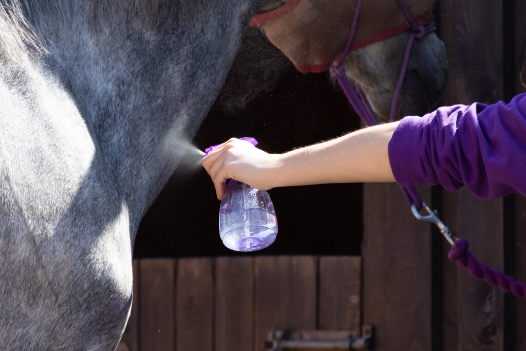 person spraying horse with fly spray