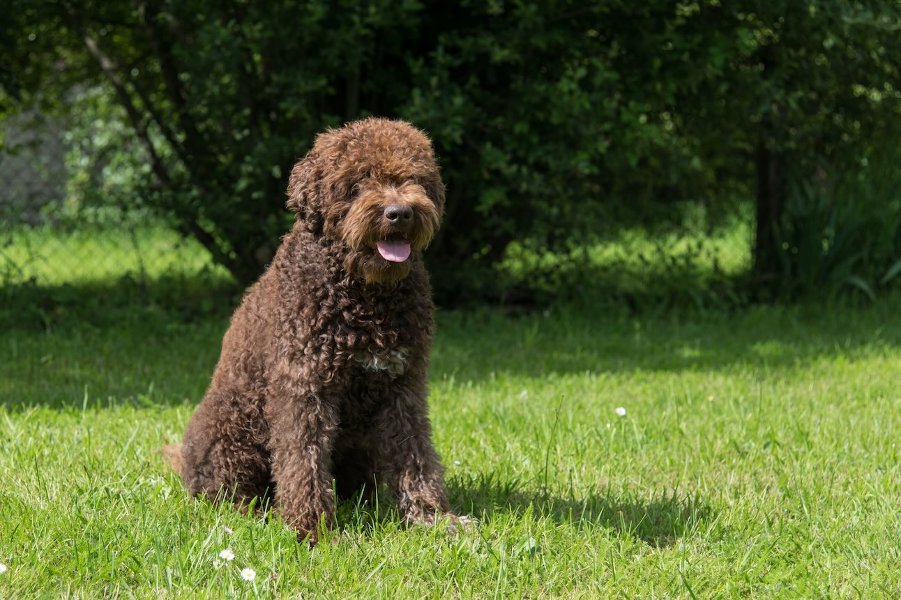 Brown Barbet dog, a fluffy dog breed, sitting in grass