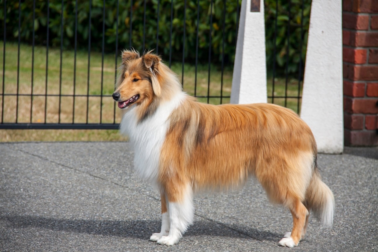 A fluffy rough Collie standing to the side on pavement