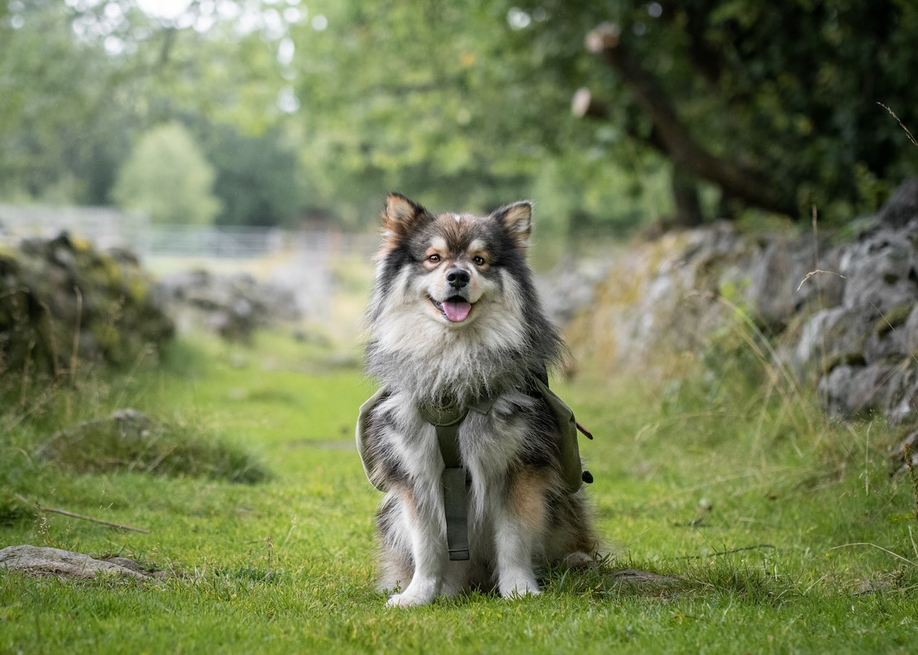 A fluffy Finnish Lapphund sitting outside wearing a harness