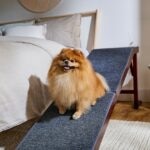 23 Fluffy Dog Breeds You’ll Love to Pet