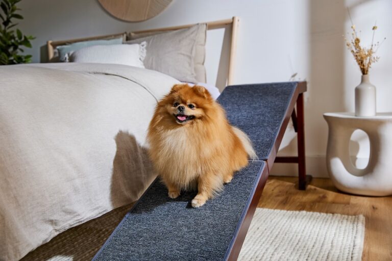 A fluffy dog, the Pomeranian, sitting on a doggy ramp next to a bed