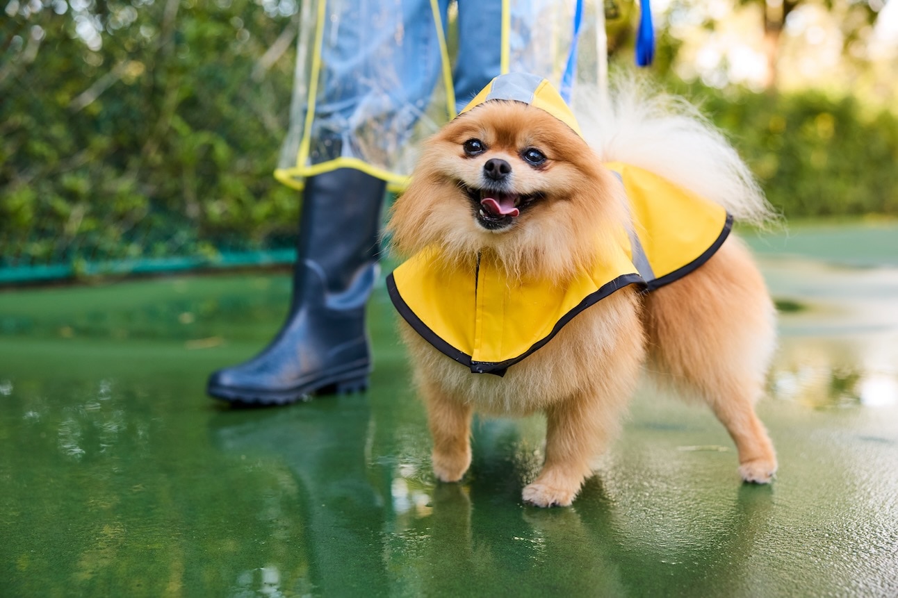 A fluffy dog, the Pomeranian, on a walk in the rain wearing a raincoat
