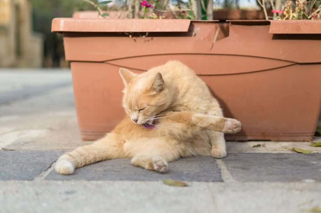 An orange cat licking its rear. Learn about the gross things cat do.
