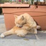 9 Gross Things Your Cat Does (And Why)