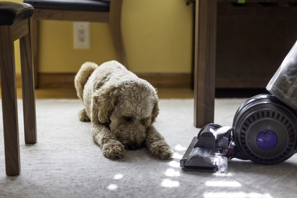 dog lying on floor near vacuum
