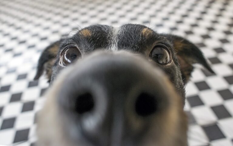 A close-up of a dog’s nose. Learn about the gross things your dog does.