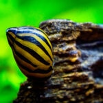 Invertebrates for Aquariums: An Introductory Guide for Freshwater and Saltwater Tanks