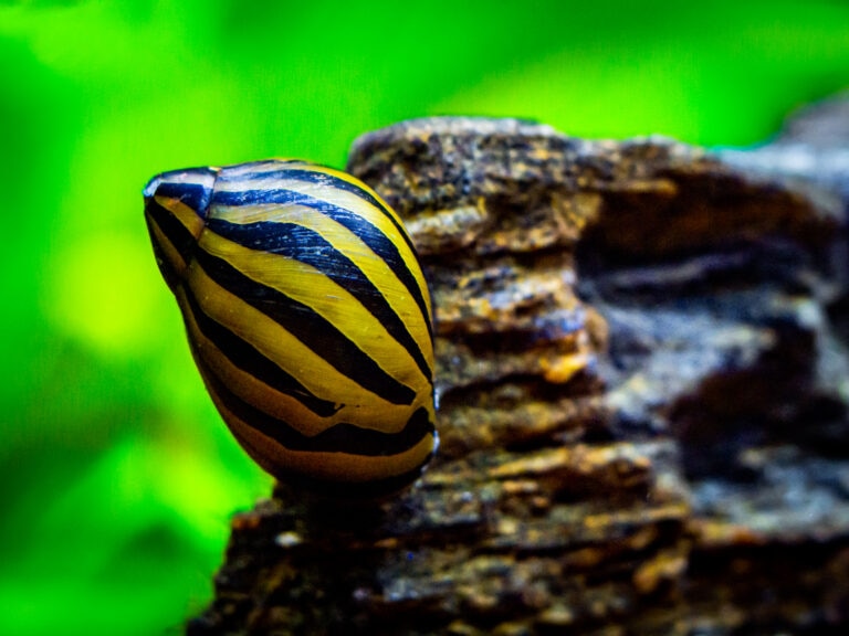 nerite snail in a fish tank