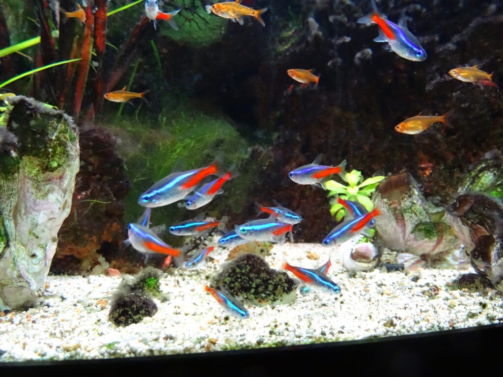 neon tetras swimming in a tank with other fish