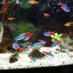 How To Spot and Treat Neon Tetra Disease in Fish