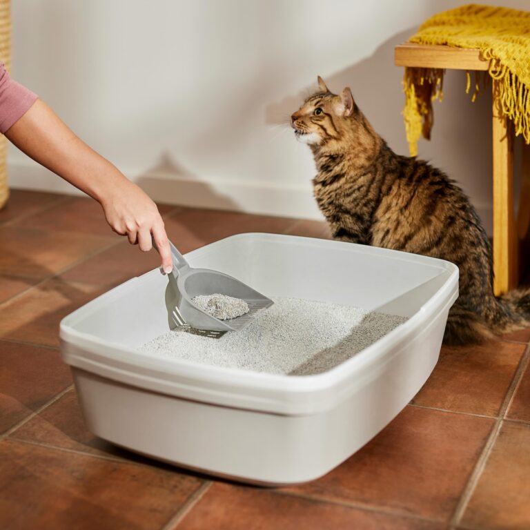 A person scooping a litter box as a brown tabby cat watches. Learn how to clean a litter box.
